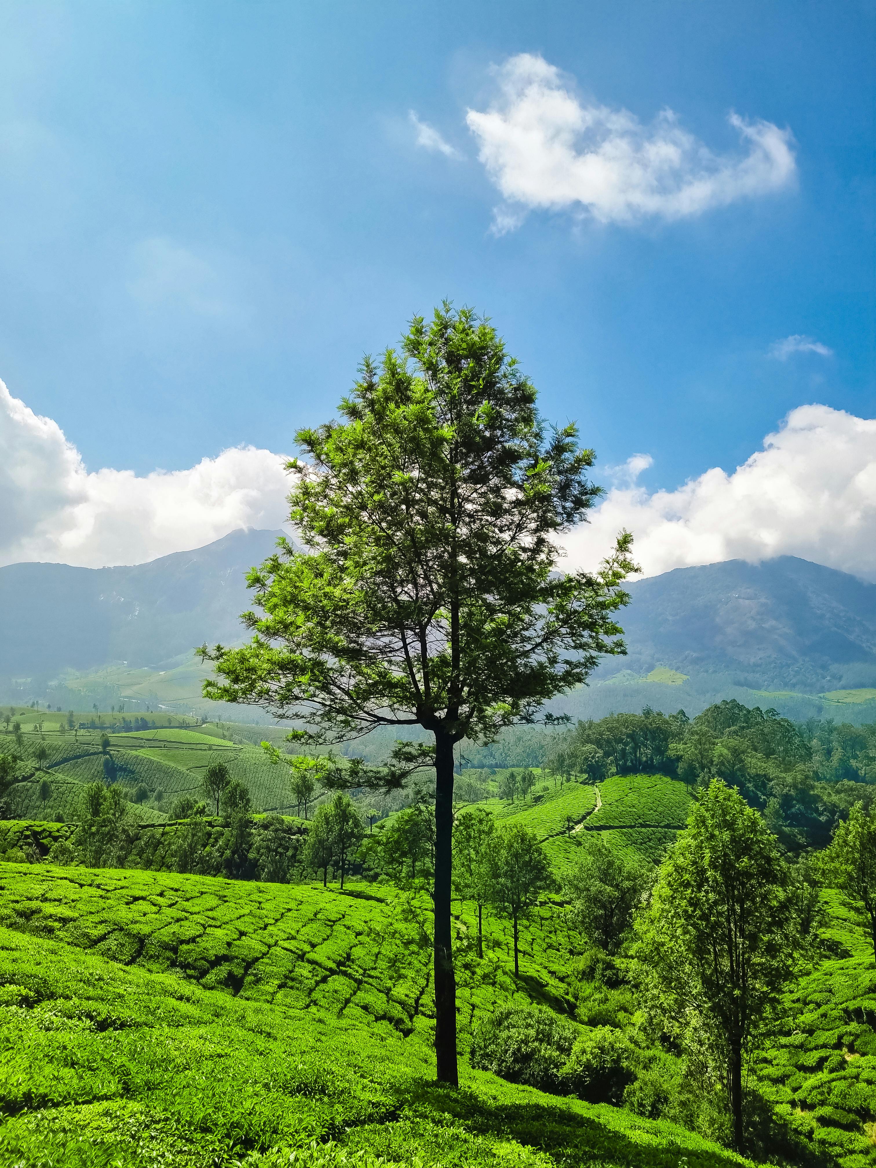 Kerala tea plantation